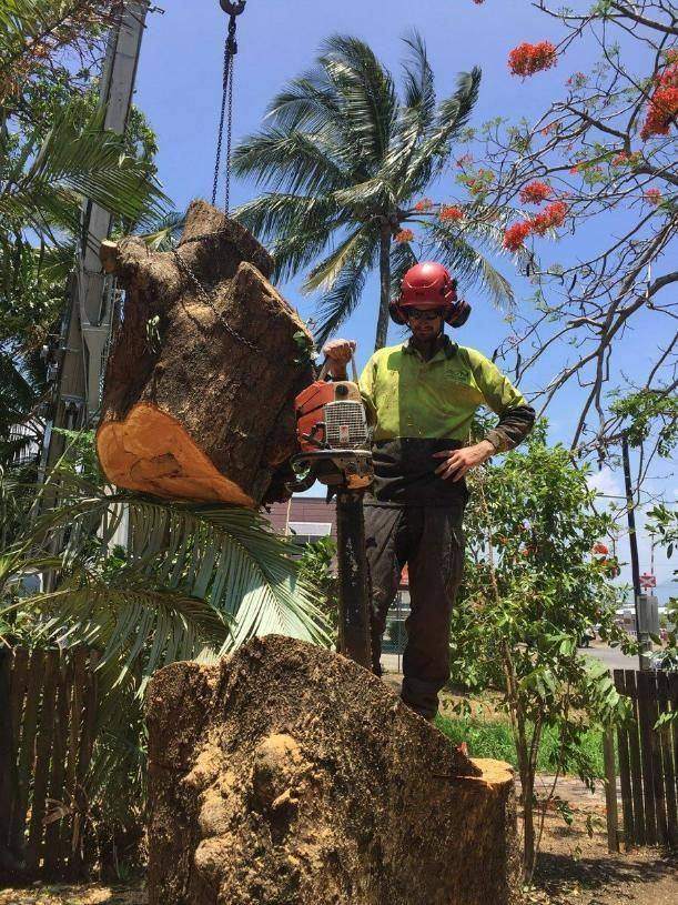 Cutting a stump down before grinding