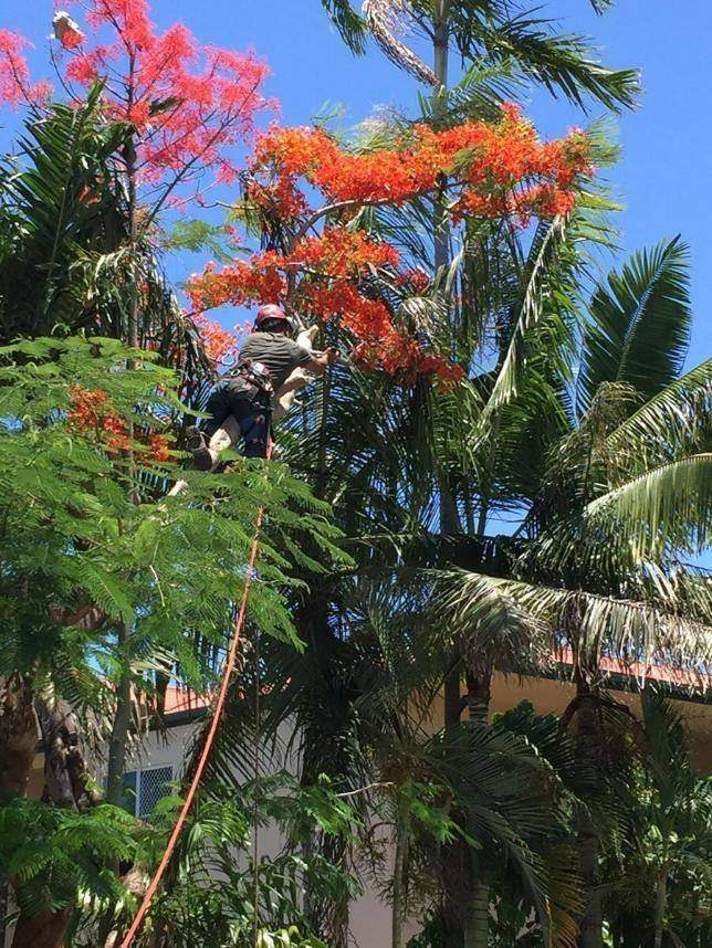 Pruning a flowering tree
