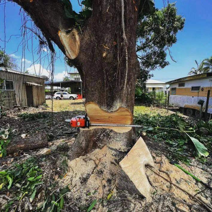 Tree Removal in Cairns