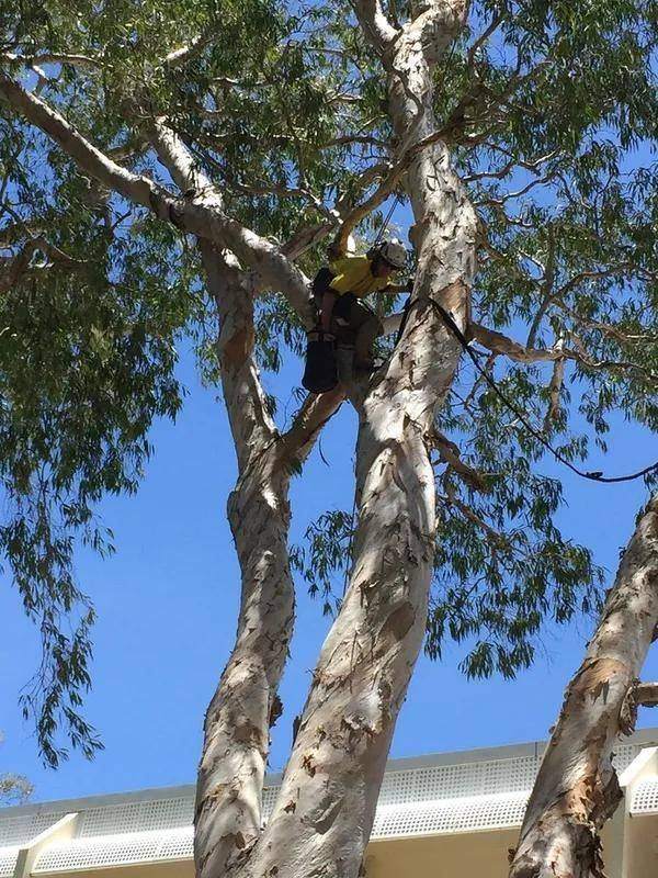 Climber trimming a tree in front of a house